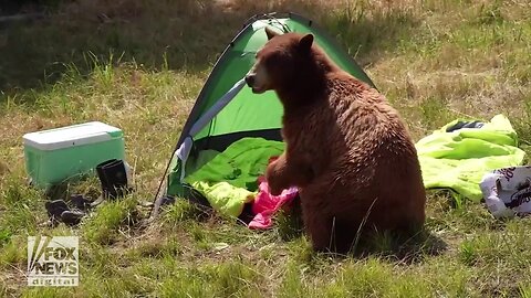 Black Bears Destroy Mock Campsite In Honor Of National Black Bear Day