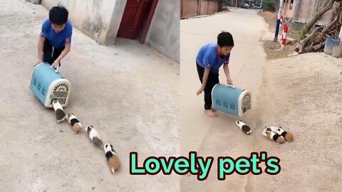 Cute and lovely pet's baby's dogs