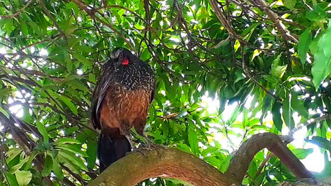 Lazy Jacu: watch the bird calmly in the tree doing nothing