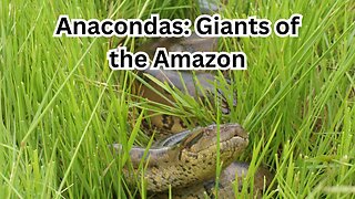 Anacondas: Giants of the Amazon