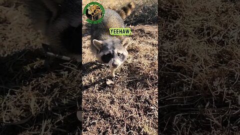 Angry Raccoon Tried To Bite Me #outdoors #trapping #viral #fyp