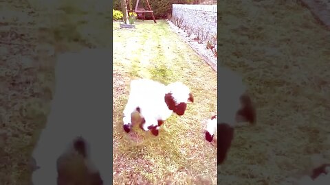 A Cute And Funny Baby Goats Compilation 2023 | Funny Pet Videos #shorts #goat