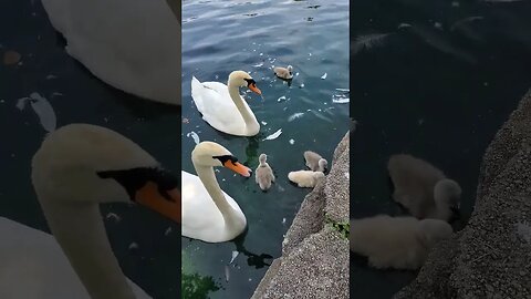 Swans with babies! 04 A #shorts