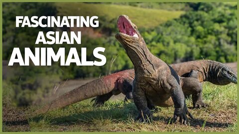 FASCINATING ASIAN ANIMALS | WILD ANIMALS | GIANNT PANDA | KING COBRA