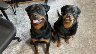 Dogs Meet Newborn Baby For The First Time