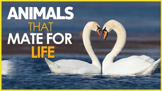 ANIMALS THAT MATE FOR LIFE | ANIMALS LOVE | NATIONAL GEOGRAPHY
