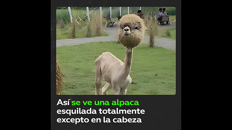 Alpaca conquista la Red por su aspecto poco común