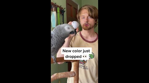 Parrot speaks