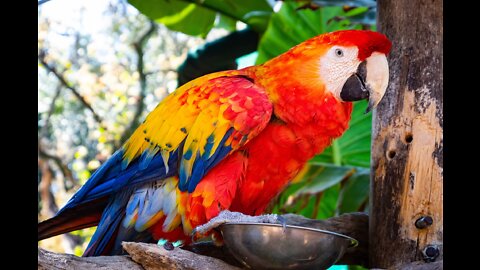 macaw birds