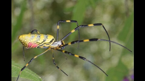 Startlingly Large Joro Spiders Invade The East Coast...Scary But Harmless