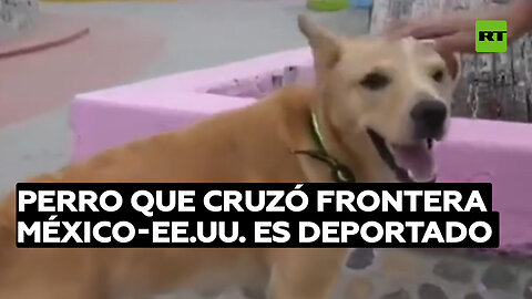 Perro que cruzó frontera México-EE.UU. es deportado: fin del sueño americano