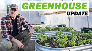 Greenhouse update and our chickens eating a salad buffet