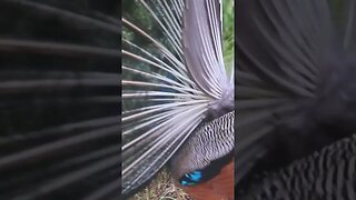 Peacock dance close up #shorts