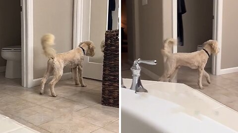 Hilarious Moment As Dog Startles At Mirror Reflection After A Haircut