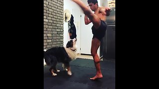 Dog spars with owner during boxing training