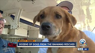 52 dogs from the Bahamas arrive in West Palm Beach