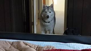 Complimentary husky wake up service is a must have