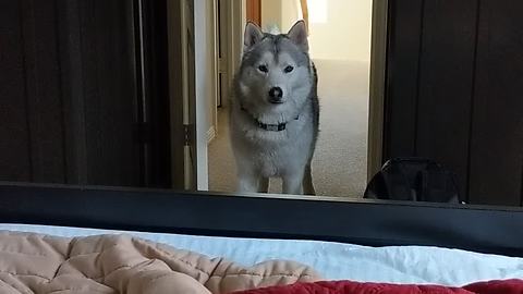 Complimentary husky wake up service is a must have