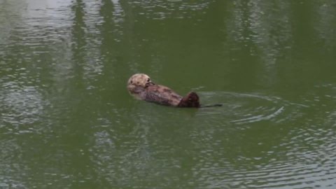 Cute sea otter takes a bath before napping