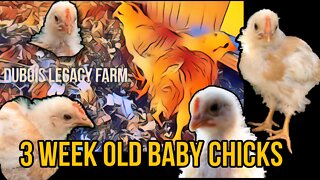 3 Week Old Baby Chicks Raised By Broody Mama Hen