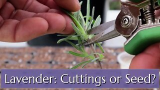 Lavender: Grow from Seed or Cutting