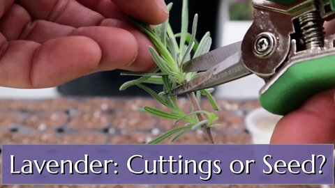 Lavender: Grow from Seed or Cutting
