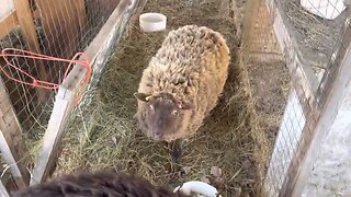 Vlog - Sheep Update