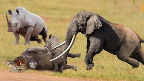 Rhino fight elephant and lion Risked her Life To Attack African Elephant To Protect Her Baby