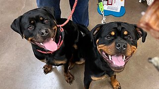 What Happened To Rosie The Rottweiler?