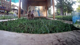 Lady the rabbit eating some green