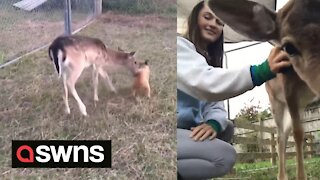 Teen opens her home to abandoned baby deer and festively names her "Comet"