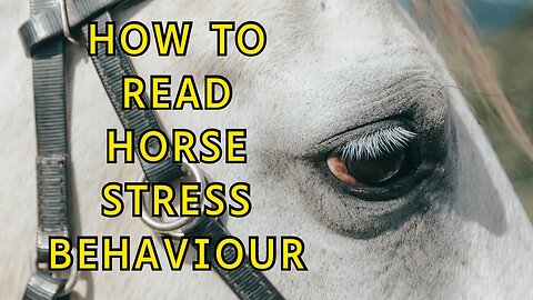 Intro to Horse Stress Behaviour: THE EYE