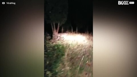 Mand bruger en motorsav til at få en hjort skåret fri fra et træ