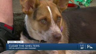 Clear the Shelters: Virtual Adoptions amid Pandemic