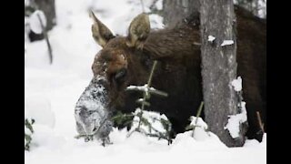 Moose invades ski slope