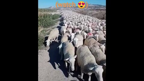The obedient dog helps me take care of the sheep How beautiful and graceful (watch 😍)