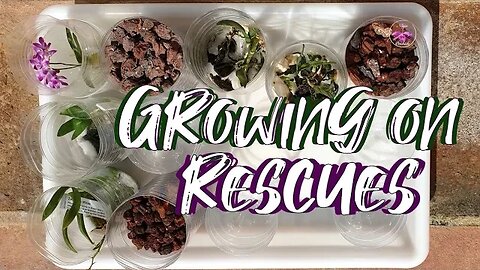 Growing Orchid Divisions out of Rescue Set up on | Potting Up Dendrobium keikis #ninjaorchids