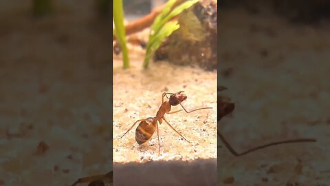 I Saved An Ant From DROWNING… again