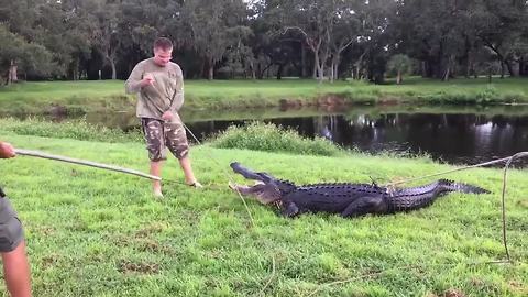 Trappers remove 11-foot alligator from pond in Clearwater