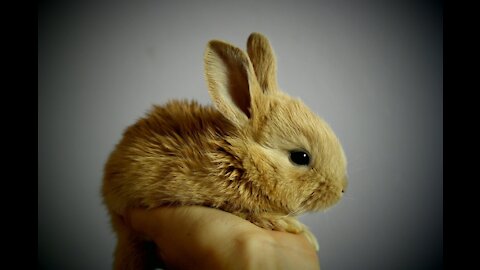 Funny and chubby rabbits