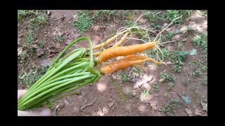 First Garden: Carrot Failure.