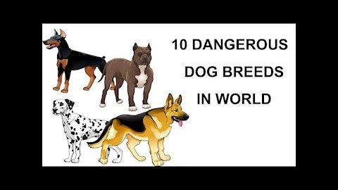 Top 10 Dangerous Dog Breeds in the World (2021)