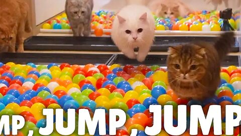 cat jump challange / who will win