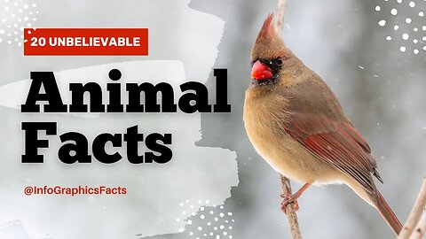 20 animal facts: How do they relate to relationships?