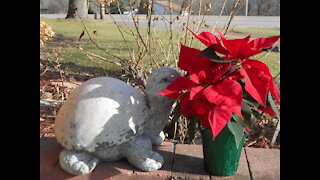 Love For Your Heart ~Poinsettia