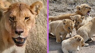 (ORIGINAL AUDIO) SOO CUTE! SIX LION CUBS enjoy their first outdoor walk