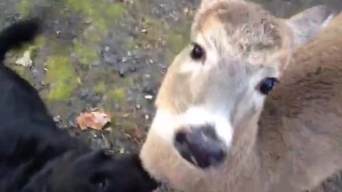 "The Most Unusual Friendship Between A Deer And Two Dogs"