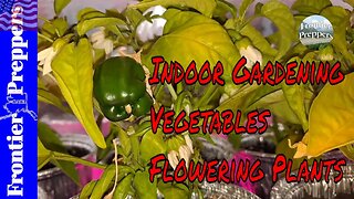 Indoor Gardening Vegetables | Flowering Plants