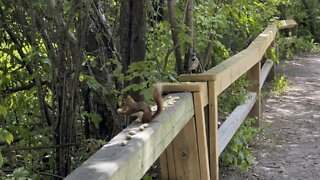 Red-Tailed Squirrel & lots of Blue Jays