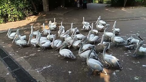 Fish being fed to birds at the Zoo. 🙂